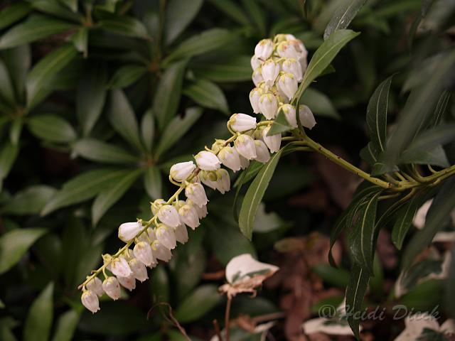 Pieris japonica.jpg